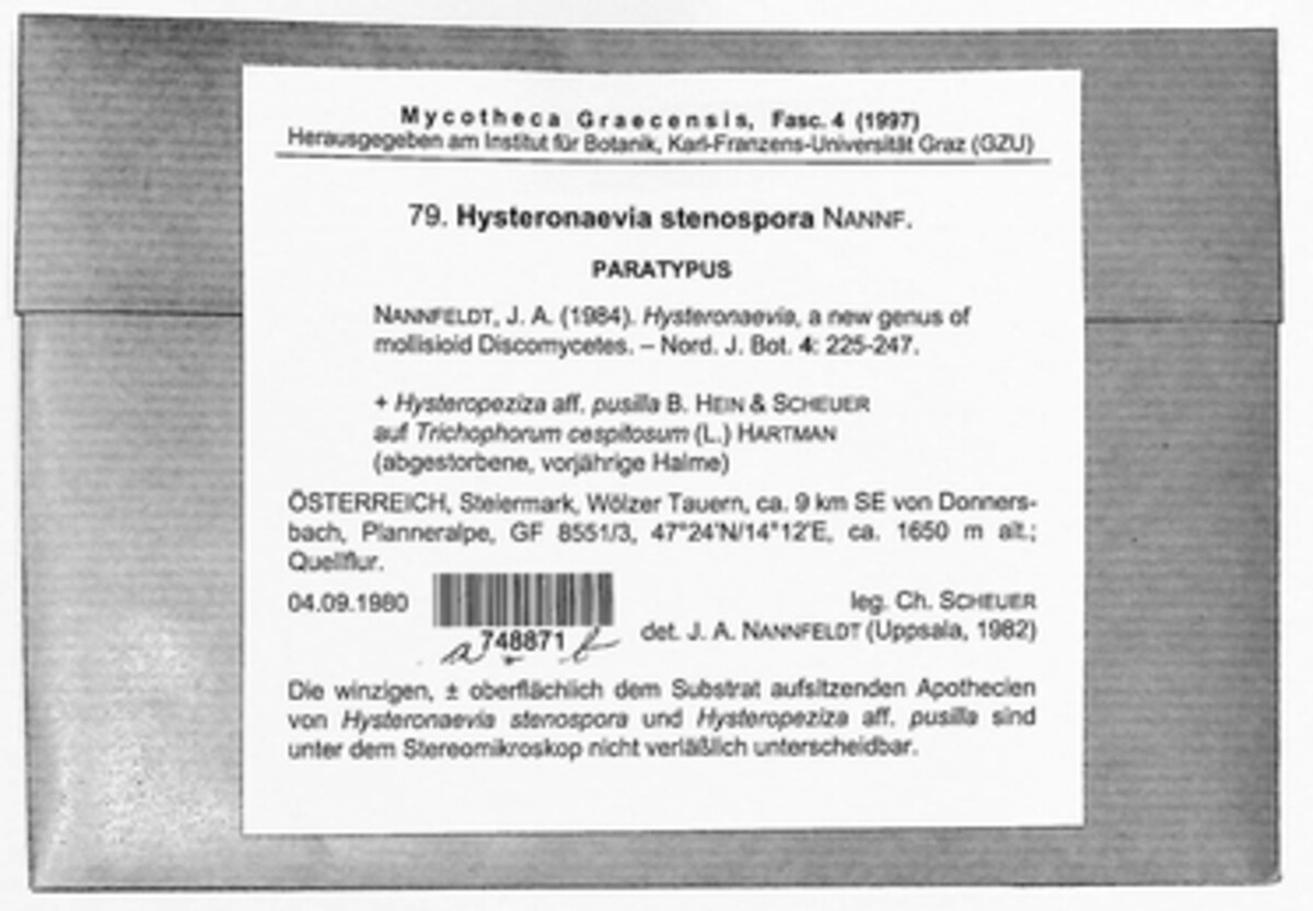 Hysteronaevia stenospora image